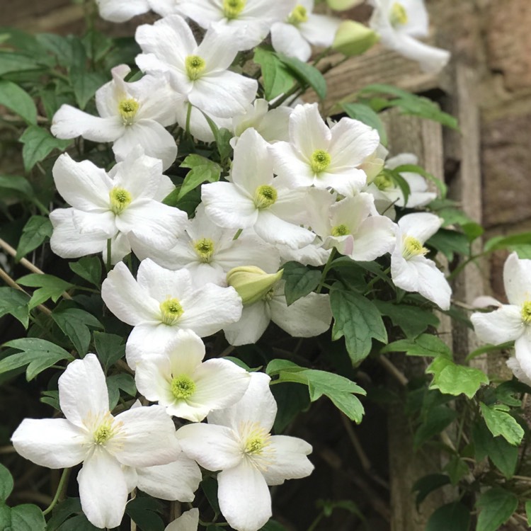 plant image 1487054