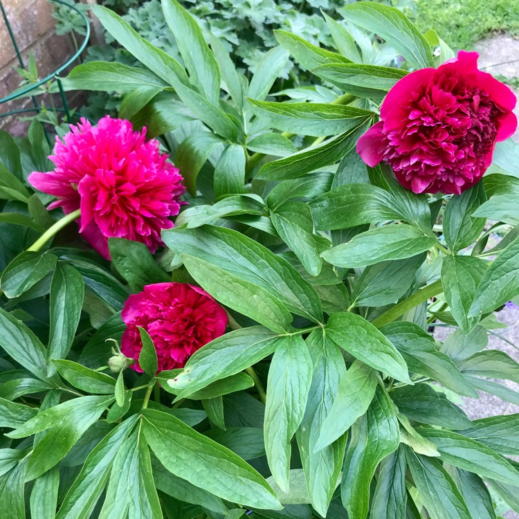 plant image 1490453 plant image 1490453