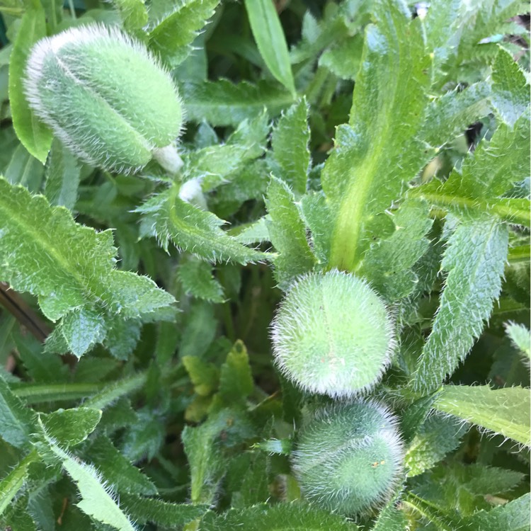 plant image 1490455 plant image 1490455