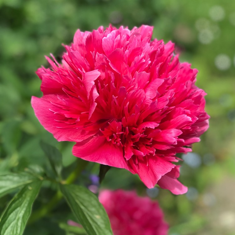 plant image 1492927 plant image 1492927