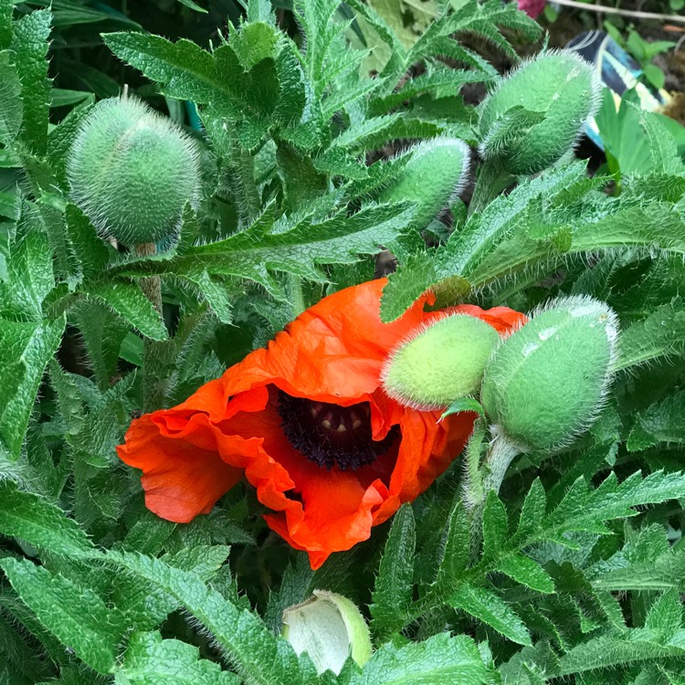 plant image 1492928 plant image 1492928
