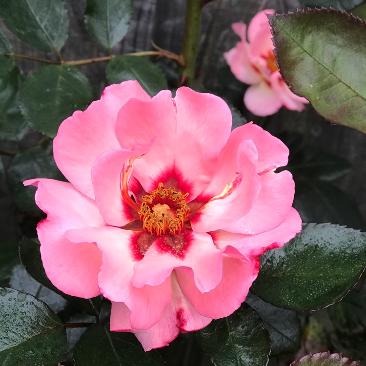 plant image 1493209