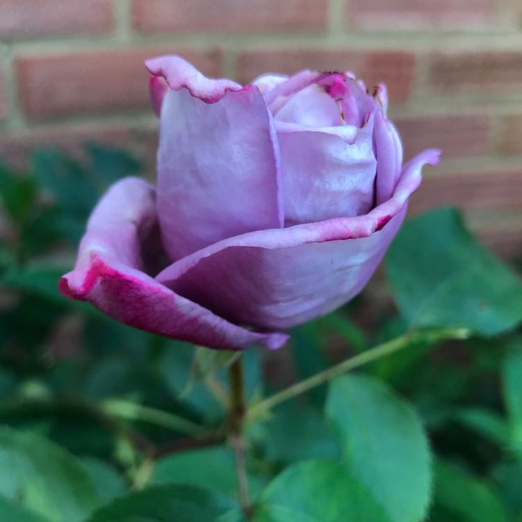 plant image 1493458
