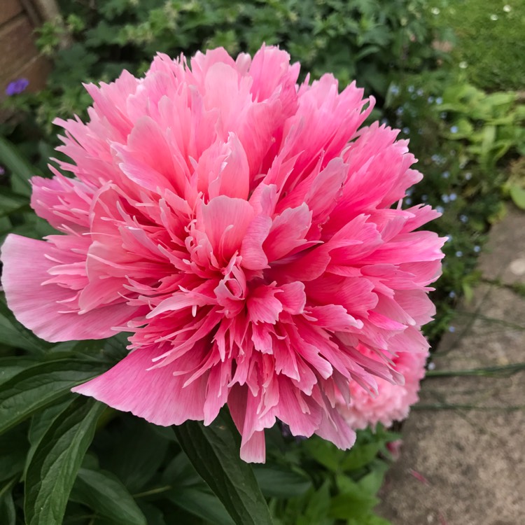plant image 1494008 plant image 1494008
