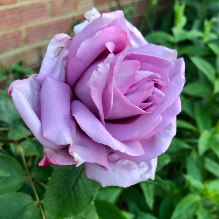 plant image 1494014