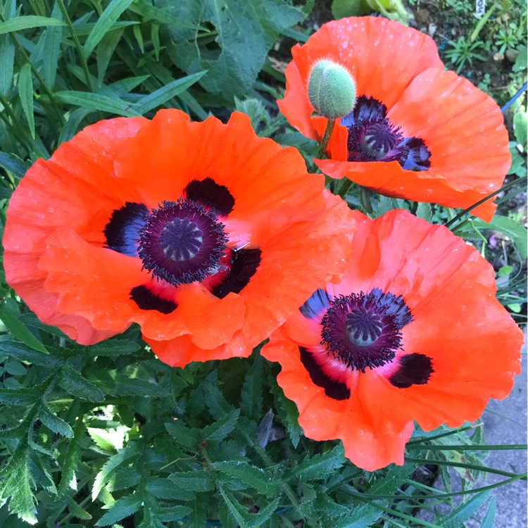 plant image 1495361 plant image 1495361