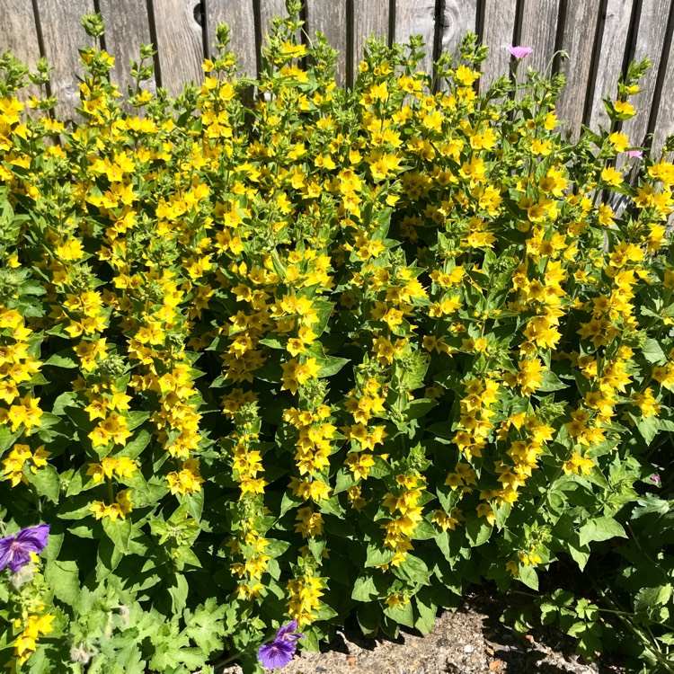 plant image 1495362 plant image 1495362