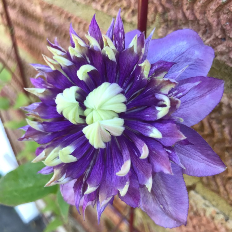 plant image 1495373 plant image 1495373