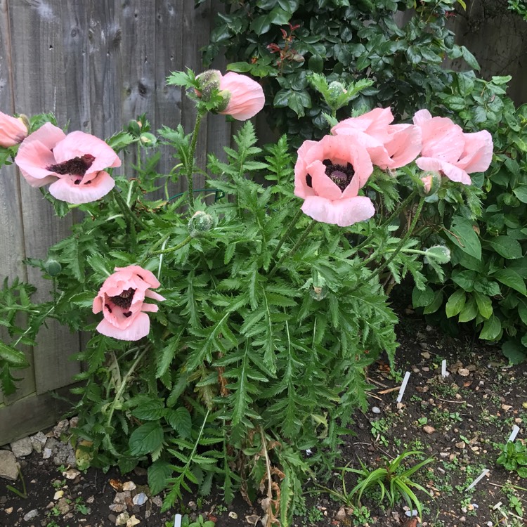 plant image 1497589 plant image 1497589