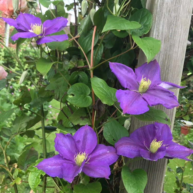 plant image 1504689 plant image 1504689