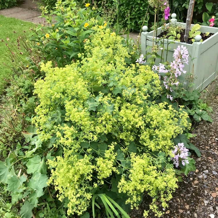 plant image 1504747 plant image 1504747