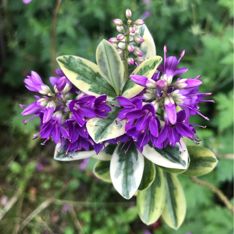 plant image 1505459 plant image 1505459