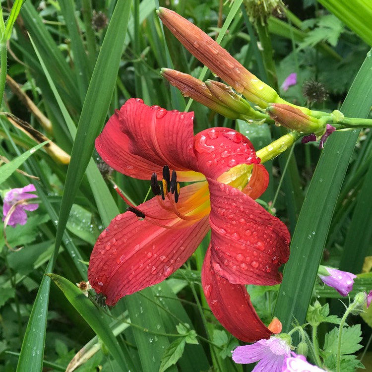 plant image 1505825 plant image 1505825
