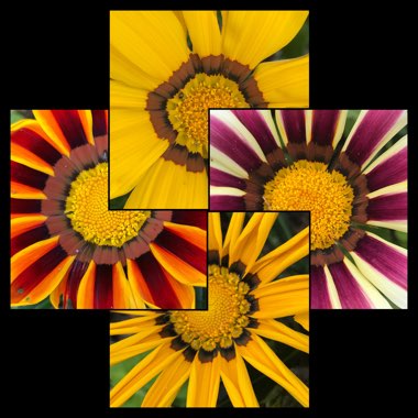 Gazania
