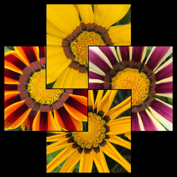 plant image 1506634 plant image 1506634