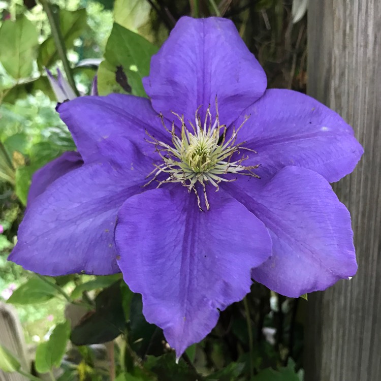 plant image 1507147 plant image 1507147