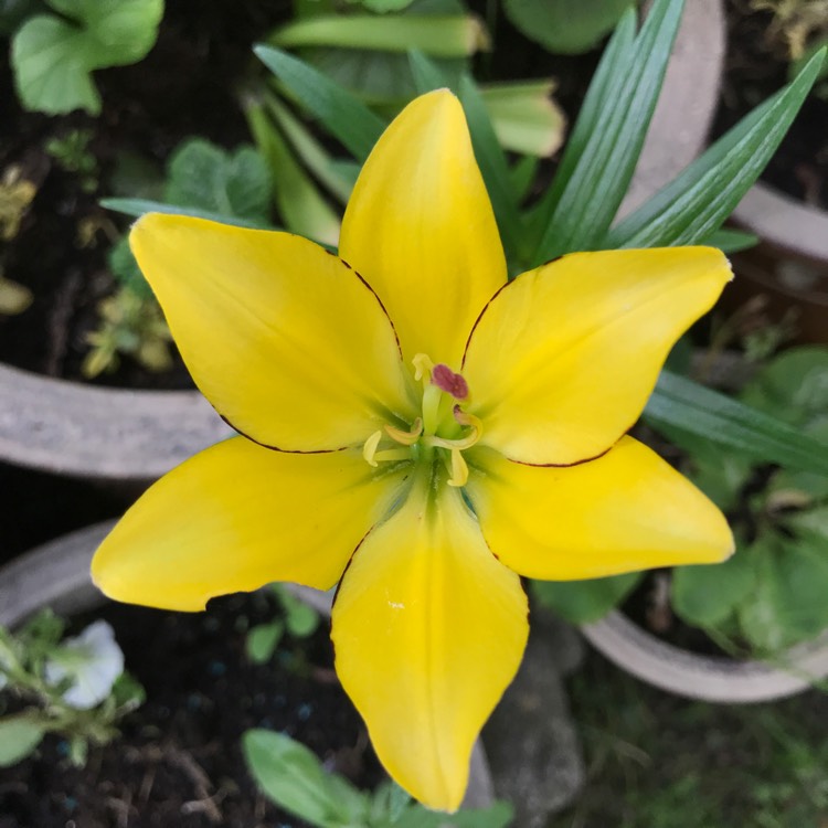 plant image 1507154 plant image 1507154