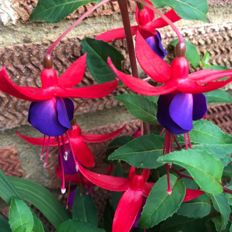 plant image 1509732 plant image 1509732