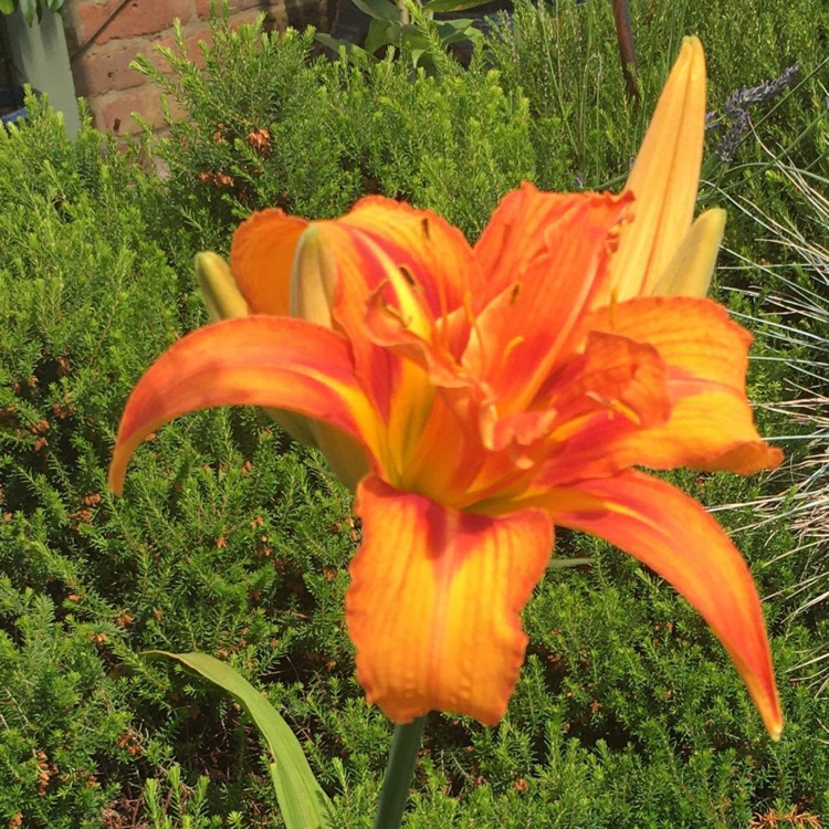 Plant image Hemerocallis 'Big Kiss'