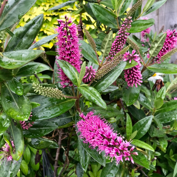 plant image 1516763 plant image 1516763