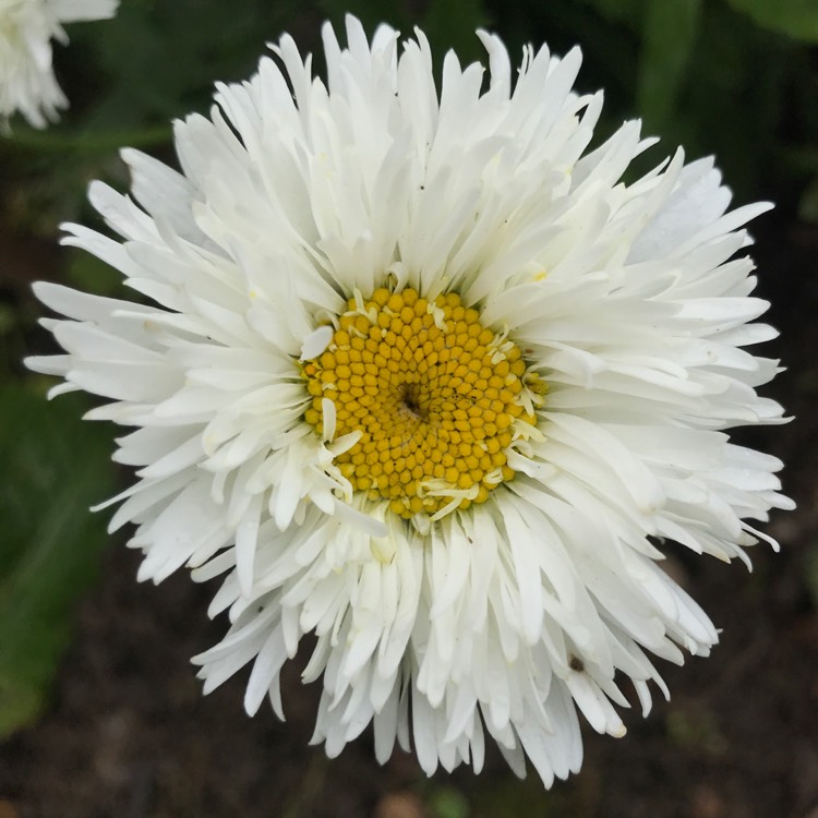 plant image 1516769 plant image 1516769