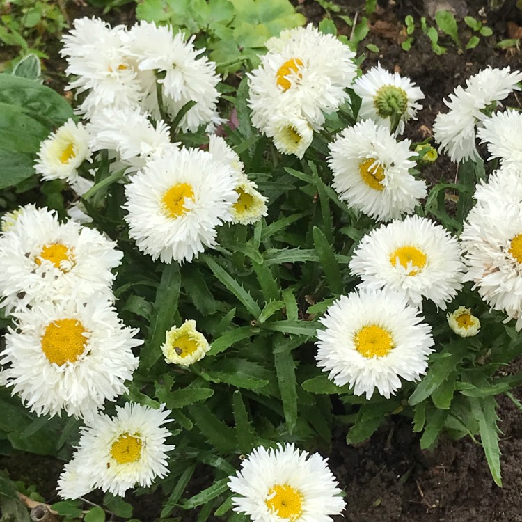 plant image 1516771 plant image 1516771