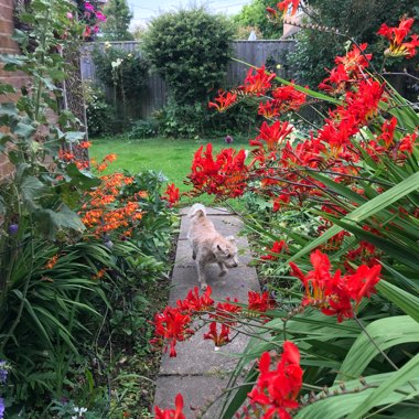 Crocosmia 'Lucifer'
