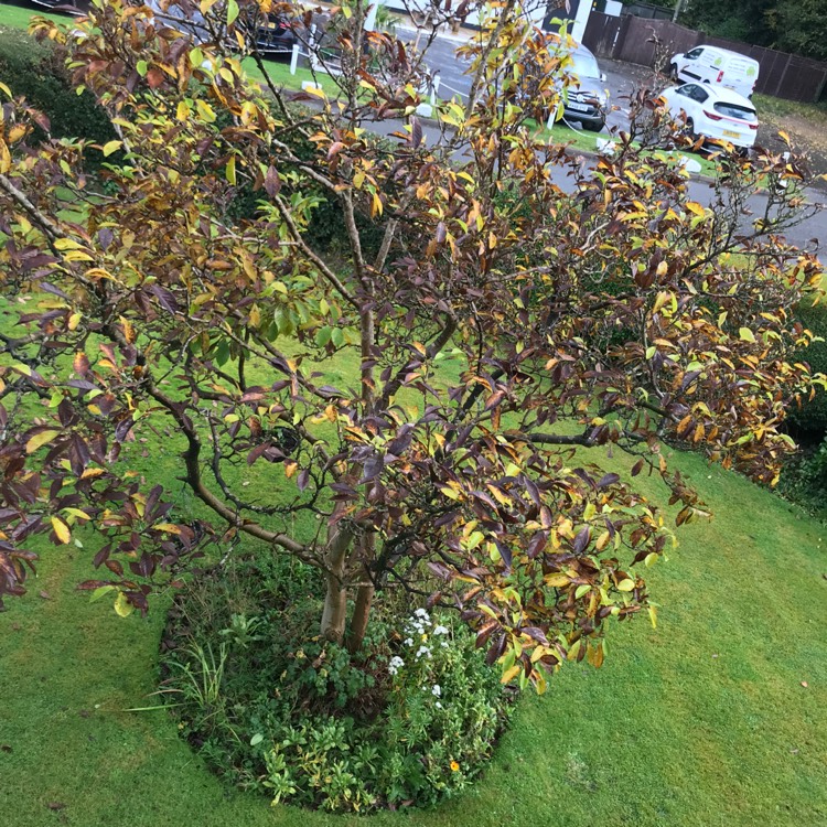 plant image 1543652