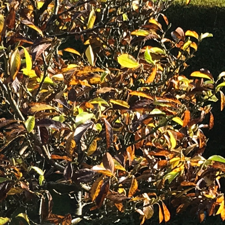 plant image 1543653