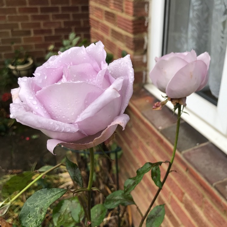 plant image 1547928