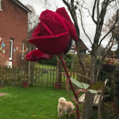Rosa 'Black Boy'