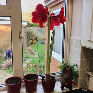 Hippeastrum