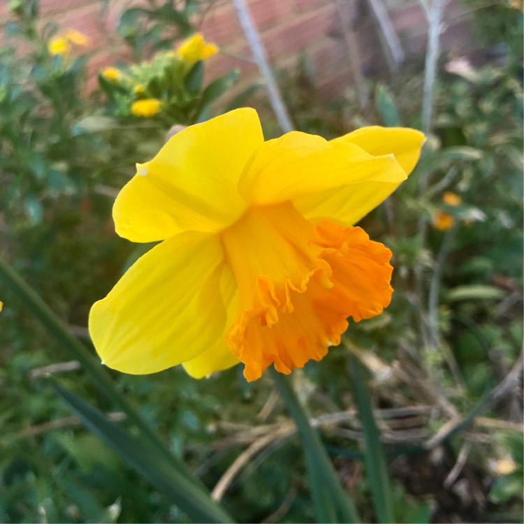 plant image 1565831 plant image 1565831