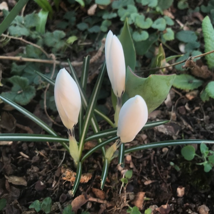 plant image 1565835 plant image 1565835