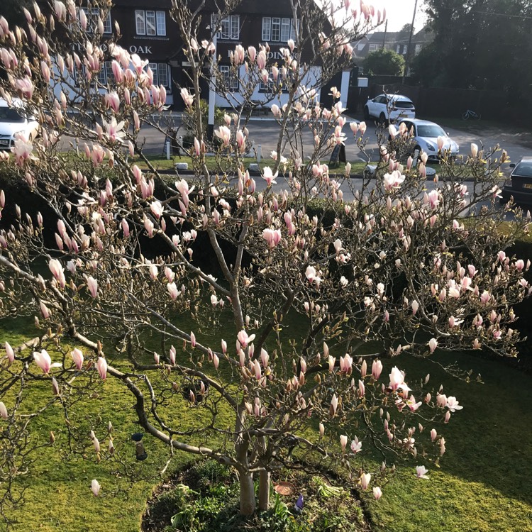 plant image 1570018