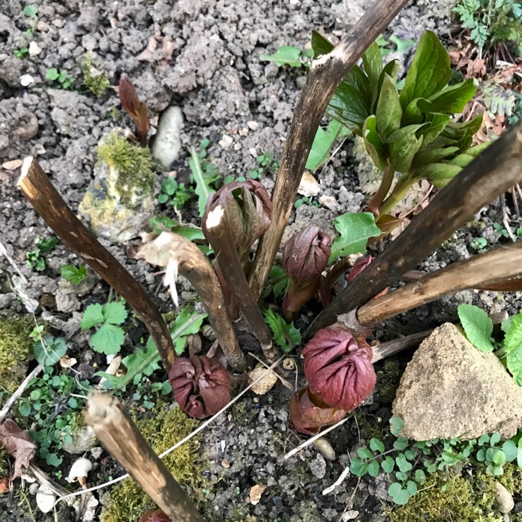 plant image 1570093 plant image 1570093