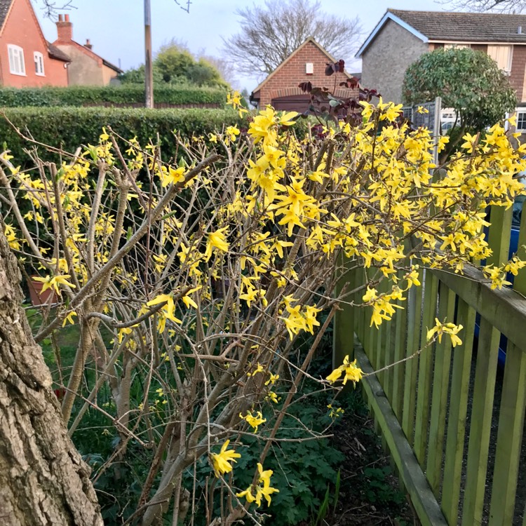 plant image 1570094