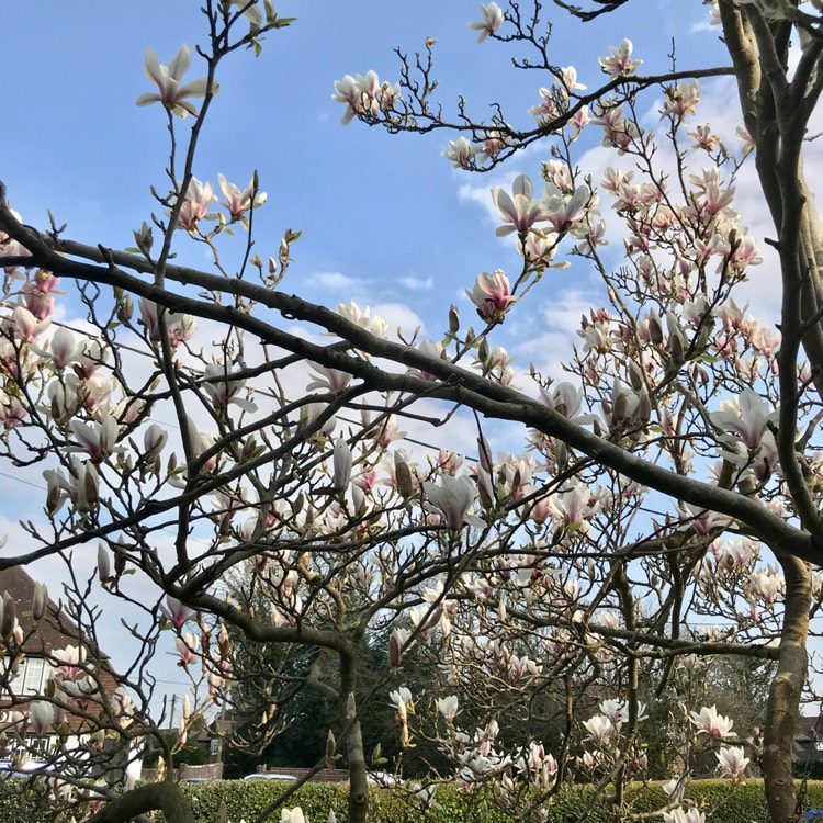 plant image 1570096