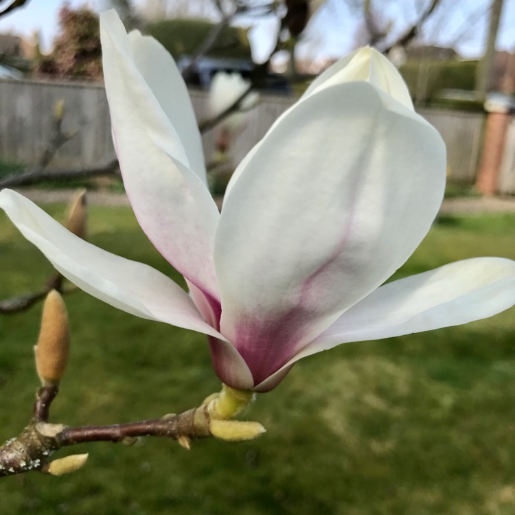 plant image 1570097