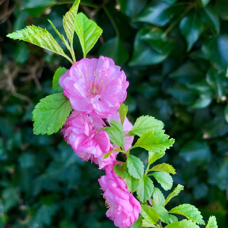 plant image 1570099