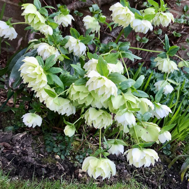 plant image 1570108 plant image 1570108
