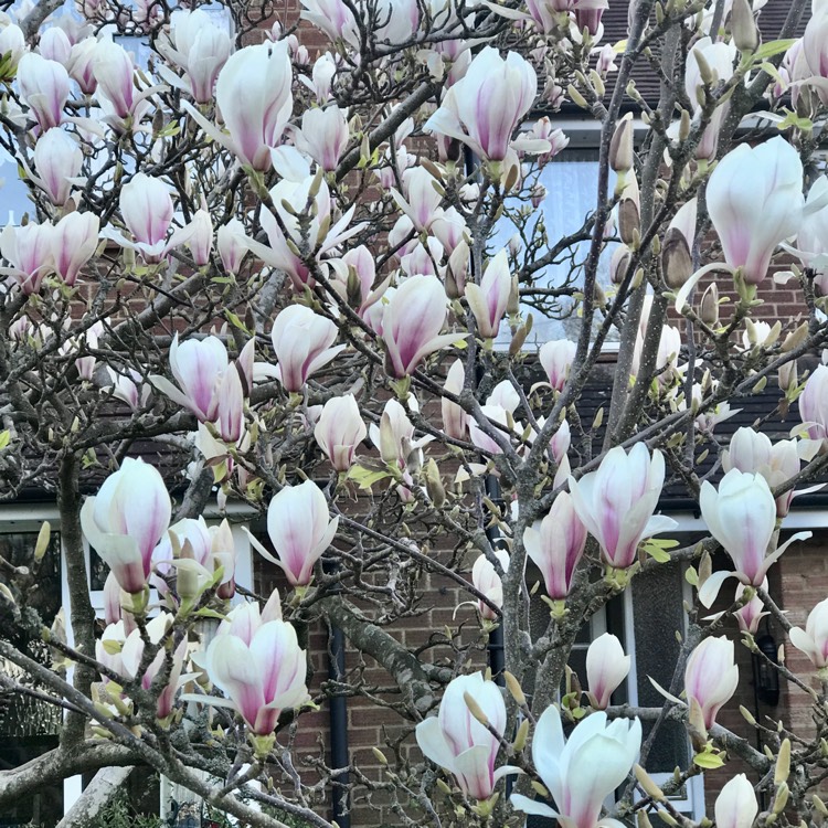 plant image 1571068