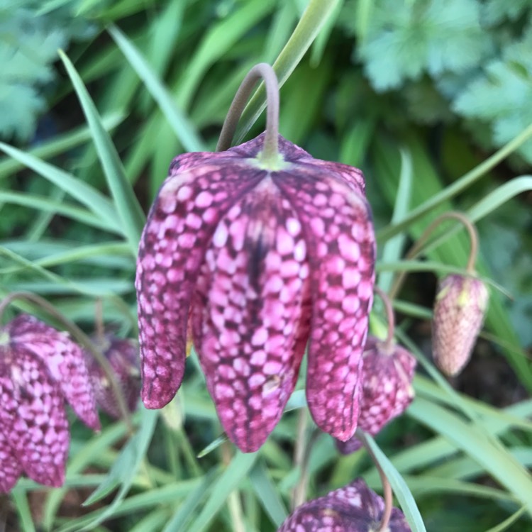 plant image 1571072 plant image 1571072