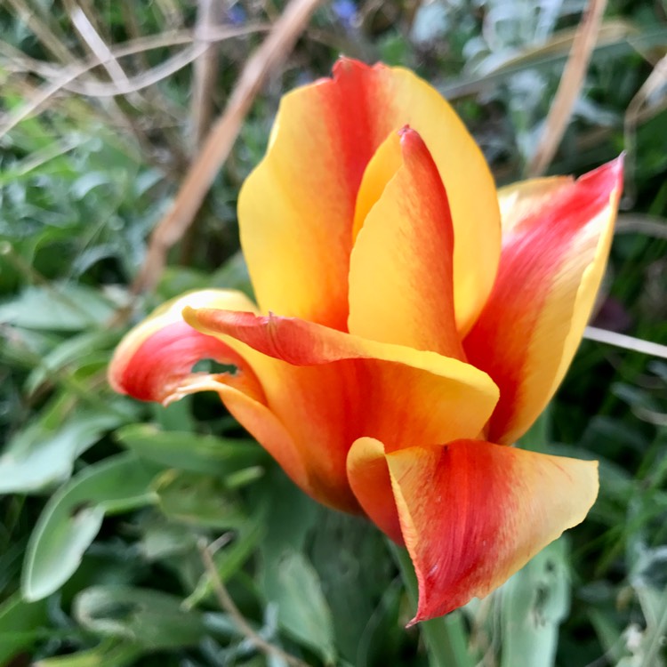 plant image 1576753 plant image 1576753