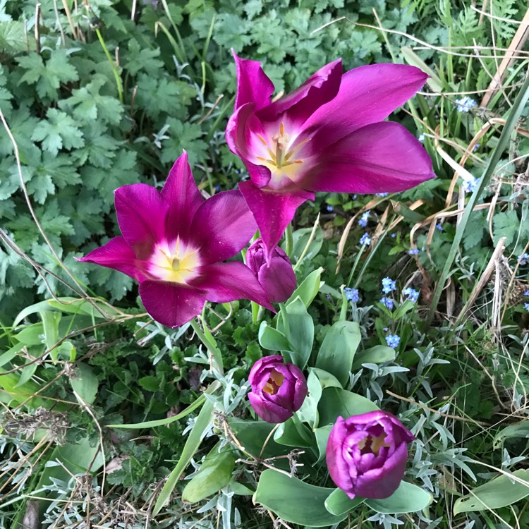 plant image 1576755 plant image 1576755