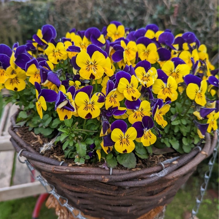 Plant image Viola 'Sorbet Orange Jump Up'