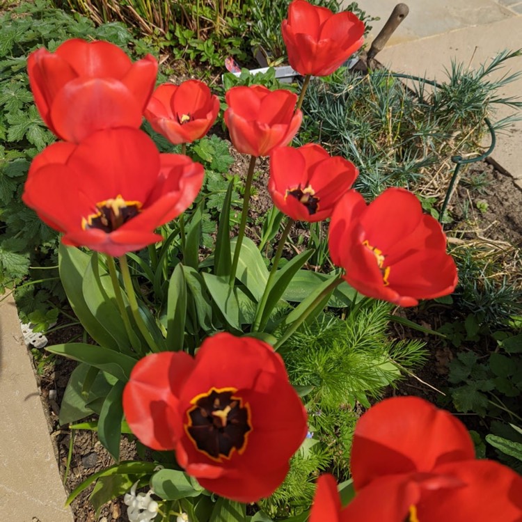 plant image 1576764 plant image 1576764