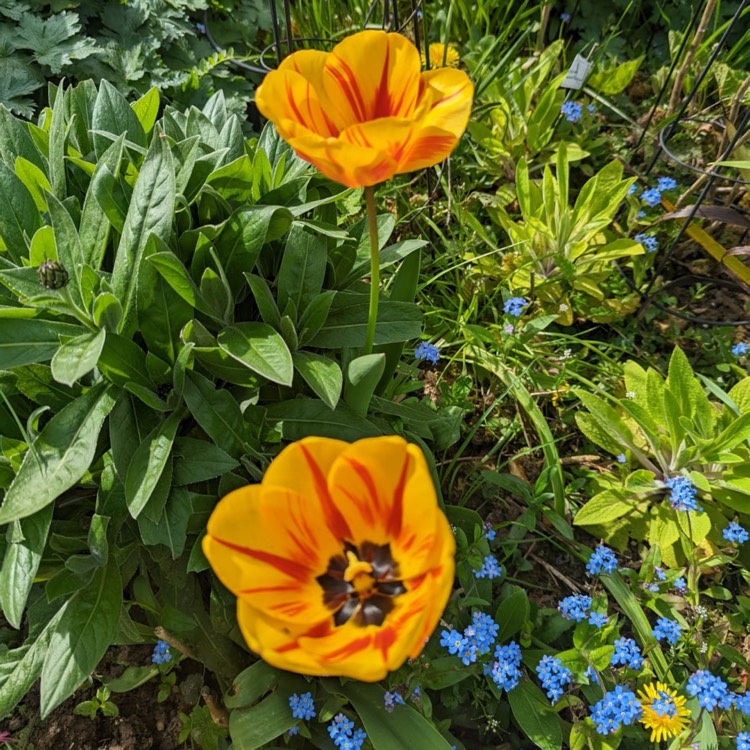 plant image 1576766 plant image 1576766