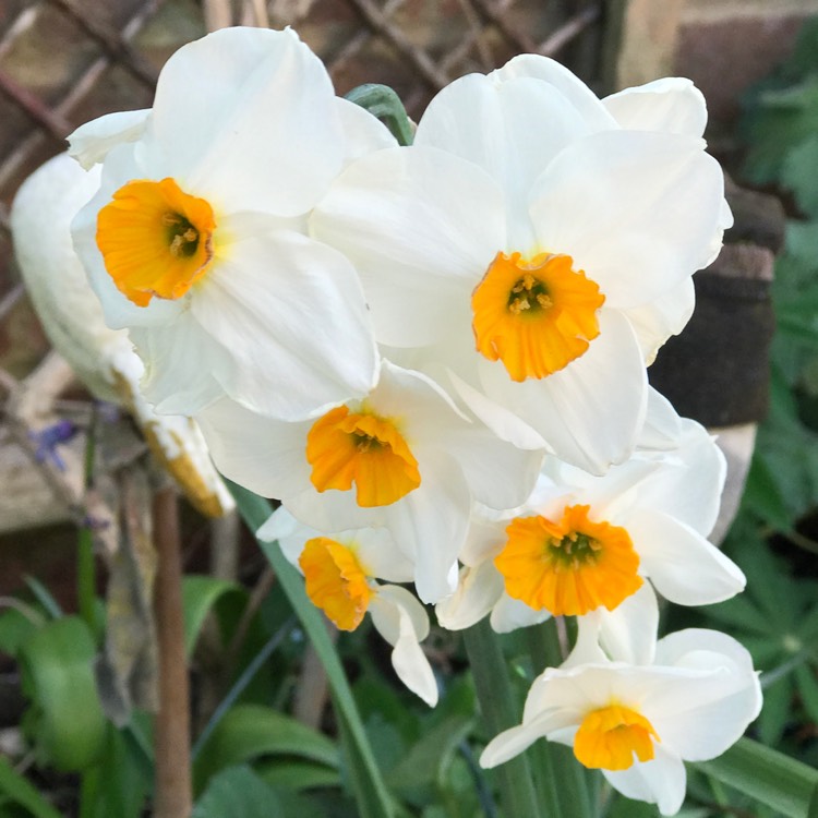 plant image 1576769 plant image 1576769