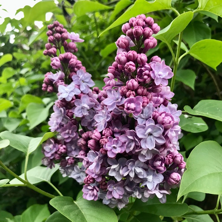 plant image 1582543